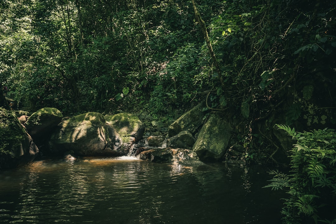 Photo Amazon rainforest