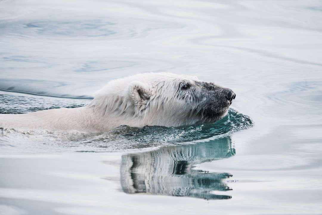 Photo Arctic development